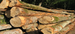 03/03 - Vente anticipée de coupes de bois sur pied : le catalogue 2025 est disponible...
