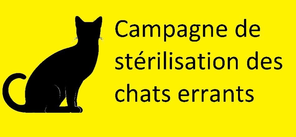 20/04 - Nouvelle campagne de stérilisation des chats errants du 01 avril 2022 au 31 mars 2023 : Informations pratiques