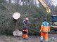  Abattage du Sapin de Noël destiné au Palais royal de Bruxelles   06 12 2018   MLP (43) 