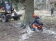  Abattage du Sapin de Noël destiné au Palais royal de Bruxelles   06 12 2018   MLP (37) 