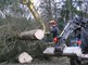  Abattage du Sapin de Noël destiné au Palais royal de Bruxelles   06 12 2018   MLP (35) 