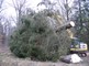  Abattage du Sapin de Noël destiné au Palais royal de Bruxelles   06 12 2018   MLP (28) 