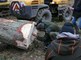  Abattage du Sapin de Noël destiné au Palais royal de Bruxelles   06 12 2018   MLP (9) 