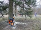 Abattage du Sapin de Noël destiné au Palais royal de Bruxelles   06 12 2018   MLP (19) 