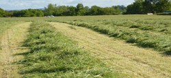 31/05 - Vente d'herbe sur pied 2023 : Remise en vente