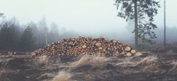 07/01 - Vente de bois de chauffage 2019 : Remise en vente des lots invendus le 14 décembre 2019